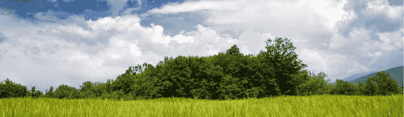 trees and grass